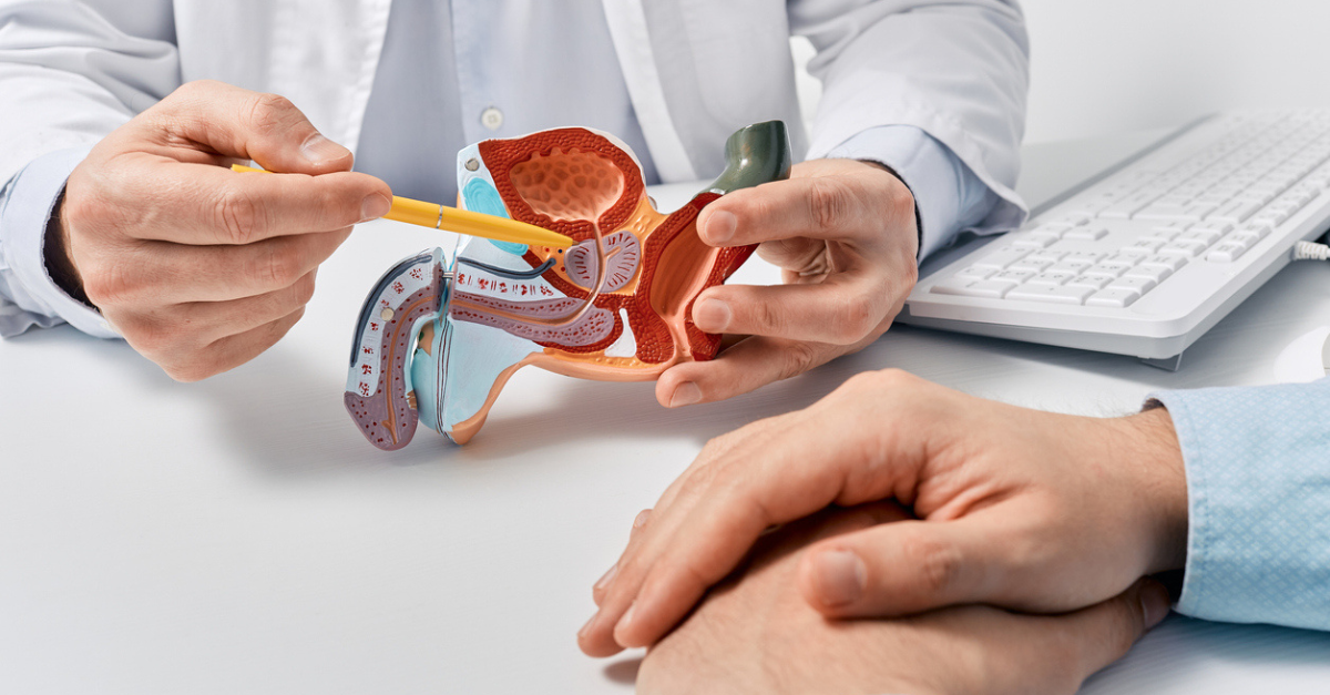 Male reproductive system anatomical model in doctor's hands close-up during consultation of male patient